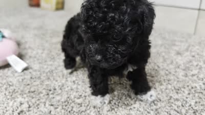 Lena, a female Poodle - Toy  for sale in Montgomery, IN – 10 of 10