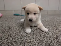 #1, a male Shiba Inu for sale in Montgomery, IN – 4 of 5