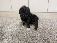 Lorrinda, a female Poodle - Toy  for sale in Montgomery, IN – 5 of 8