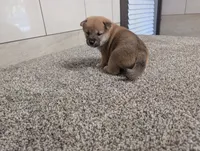 Jada, a female Shiba Inu for sale in Montgomery, IN – 2 of 5