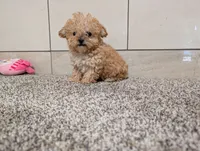 Jean , a female Poodle - Toy  for sale in Montgomery, IN – 3 of 6