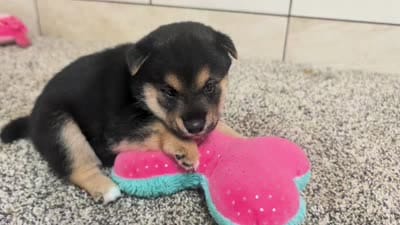Coco, a male Shiba Inu for sale in Montgomery, IN – 5 of 5