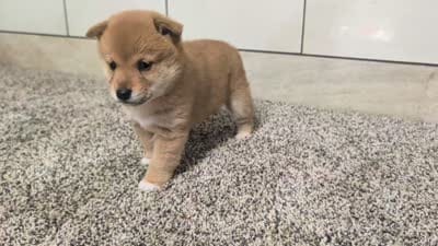 Janet, a female Shiba Inu for sale in Montgomery, IN – 5 of 5