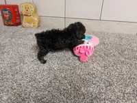 Lorrinda, a female Poodle - Toy  for sale in Montgomery, IN – 7 of 8