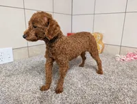 Keith , a male Poodle - Toy  for sale in Montgomery, IN – 6 of 10