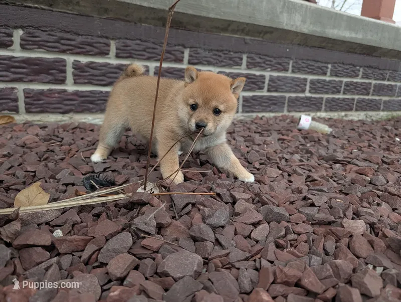 Jada – Shiba Inu puppy for sale in Montgomery, IN