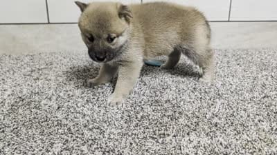 #4, a female Shiba Inu for sale in Montgomery, IN – 5 of 5