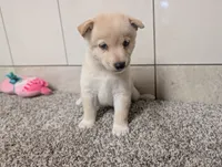 #1, a male Shiba Inu for sale in Montgomery, IN – 6 of 8