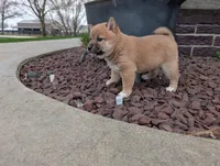 Jan, a female Shiba Inu for sale in Montgomery, IN – Photo 4 of 6