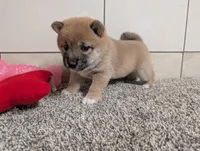 Jan, a female Shiba Inu for sale in Montgomery, IN – Photo 5 of 6