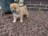 Jan, a female Shiba Inu for sale in Montgomery, IN – Photo 2 of 6