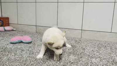 #1, a male Shiba Inu for sale in Montgomery, IN – 8 of 8