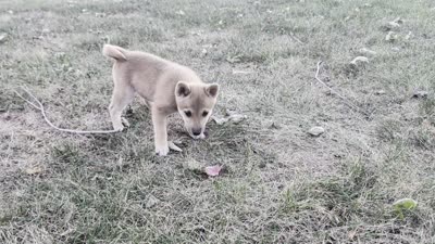 Tater, a male Shiba Inu for sale in Montgomery, IN – 8 of 8