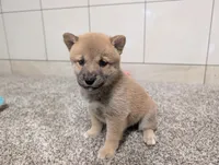 #4, a female Shiba Inu for sale in Montgomery, IN – 8 of 9