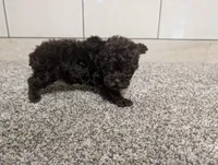 Lydiann, a female Poodle - Toy  for sale in Montgomery, IN – 5 of 7