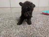 Lydiann, a female Poodle - Toy  for sale in Montgomery, IN – 4 of 7
