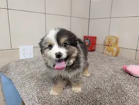 Jared, a male Miniature Australian Shepherd for sale in Montgomery, IN – 2 of 6