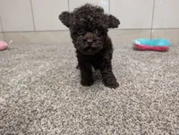 Lydiann, a female Poodle - Toy  for sale in Montgomery, IN – 3 of 7