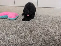 Terry , a male Poodle - Miniature  for sale in Montgomery, IN – 3 of 7
