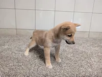 Tater, a male Shiba Inu for sale in Montgomery, IN – 5 of 8