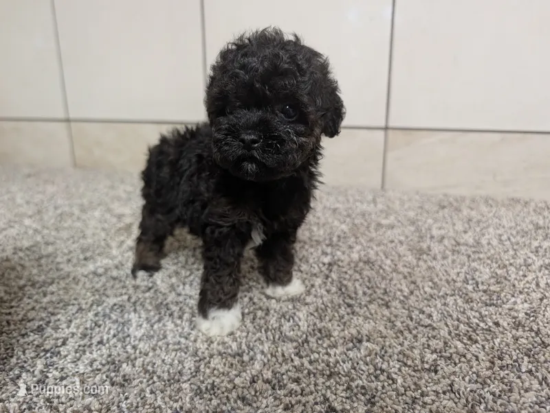 Lorrinda – Poodle - Toy  puppy for sale in Montgomery, IN
