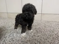 Lorrinda, a female Poodle - Toy  for sale in Montgomery, IN – 1 of 8