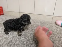 George, a male Poodle - Toy  for sale in Montgomery, IN – 3 of 10
