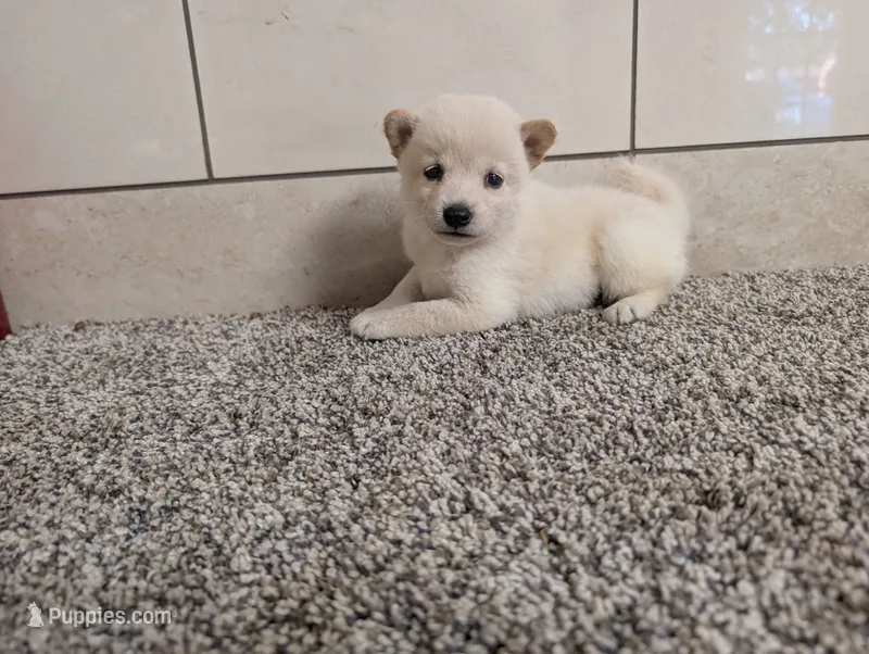 #3 – Shiba Inu puppy for sale in Montgomery, IN