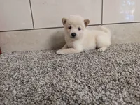 #3, a female Shiba Inu for sale in Montgomery, IN – 1 of 5