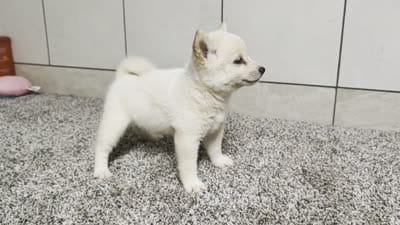 #3, a female Shiba Inu for sale in Montgomery, IN – 9 of 9