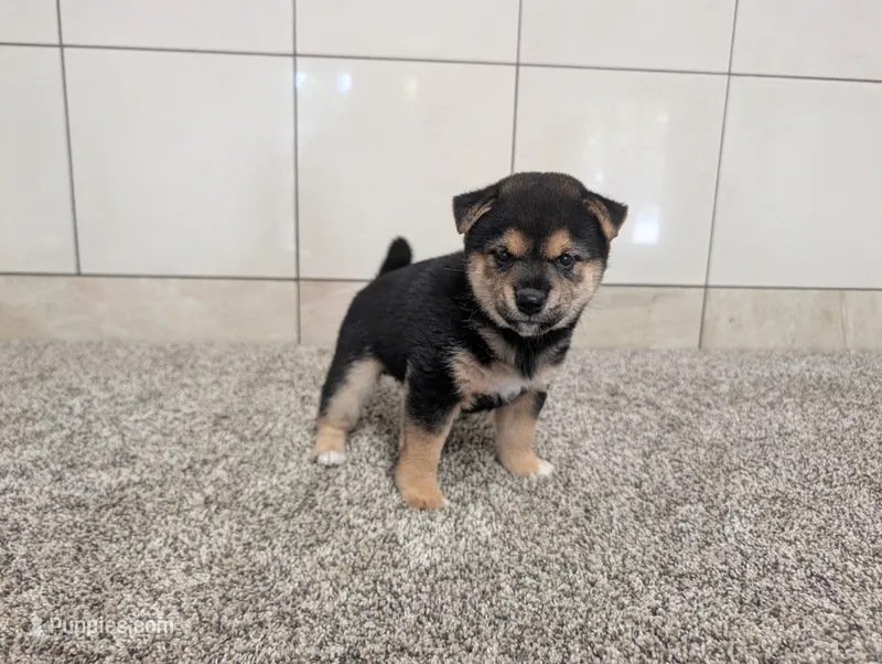 Coco – Shiba Inu puppy for sale in Montgomery, IN