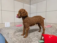 Keith , a male Poodle - Toy  for sale in Montgomery, IN – 2 of 10