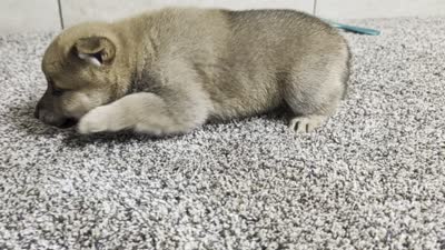 #2, a male Shiba Inu for sale in Montgomery, IN – 5 of 5