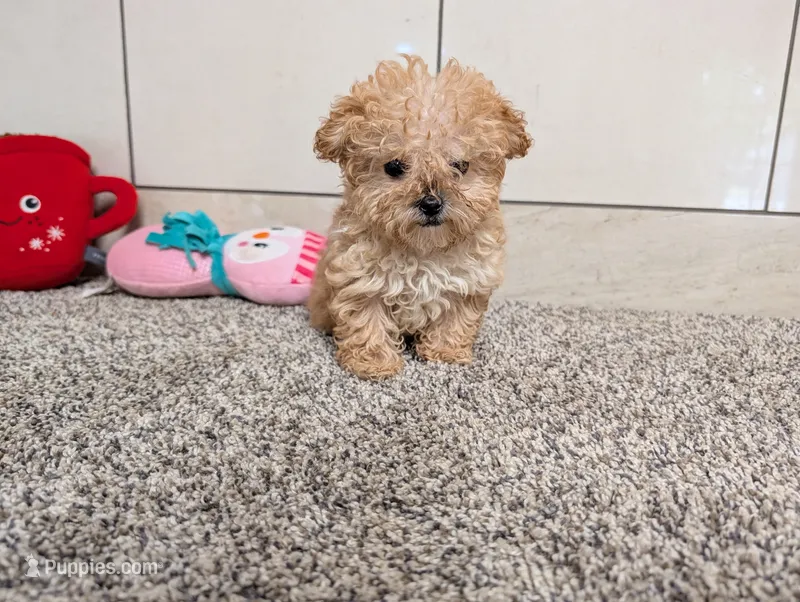 Jean  – Poodle - Toy  puppy for sale in Montgomery, IN