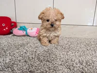 Jean , a female Poodle - Toy  for sale in Montgomery, IN – 1 of 6