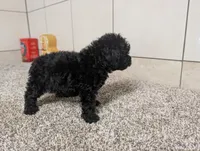 Gary, a male Poodle - Miniature  for sale in Montgomery, IN – 5 of 7
