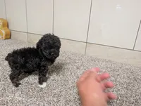 Lorrinda, a female Poodle - Toy  for sale in Montgomery, IN – 6 of 8