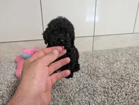 Terry , a male Poodle - Miniature  for sale in Montgomery, IN – 6 of 7