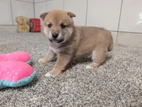 Jerry, a male Shiba Inu for sale in Montgomery, IN – 4 of 5