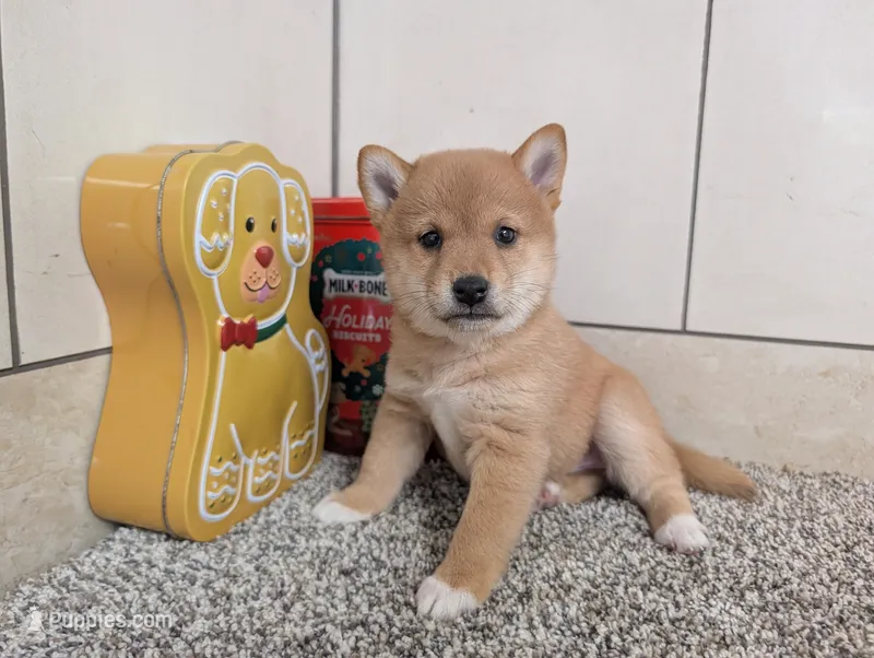 Janet – Shiba Inu puppy for sale in Montgomery, IN