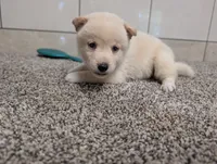 #1, a male Shiba Inu for sale in Montgomery, IN – 2 of 5