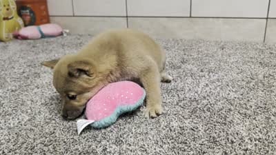 #4, a female Shiba Inu for sale in Montgomery, IN – 9 of 9