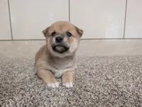 Perry, a male Shiba Inu for sale in Montgomery, IN – 4 of 5
