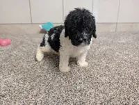 Spotty , a male Poodle - Miniature  for sale in Montgomery, IN – 4 of 7