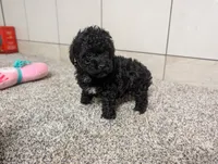 Lena, a female Poodle - Toy  for sale in Montgomery, IN – 2 of 10