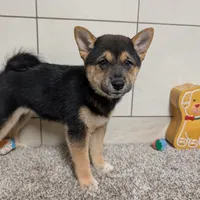 Mary, a female Shiba Inu for sale in Montgomery, IN – Photo 4 of 5