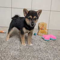 Mary, a female Shiba Inu for sale in Montgomery, IN – Photo 1 of 5