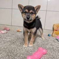 Mary, a female Shiba Inu for sale in Montgomery, IN – Photo 5 of 5