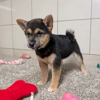 Mary, a female Shiba Inu for sale in Montgomery, IN – Photo 2 of 5