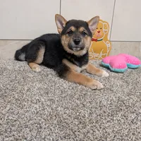 Mary, a female Shiba Inu for sale in Montgomery, IN – Photo 3 of 5